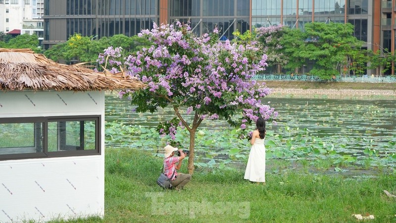 Ngam hoang hon, check-in cay bang lang ben dam sen Ho Tay-Hinh-4