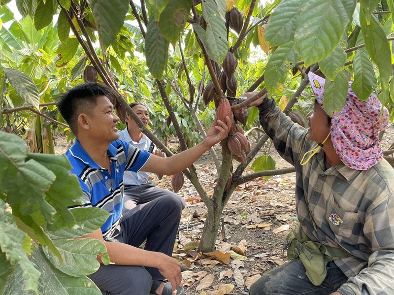 O mot noi cua Gia Lai, dan dang trong loai cay moi la-Hinh-2