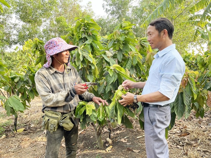 O mot noi cua Gia Lai, dan dang trong loai cay moi la