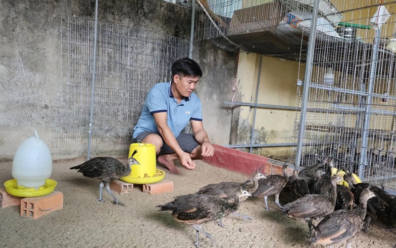 Nong dan Ba Ria - Vung Tau nuoi chon huong, ban 10 trieu/cap