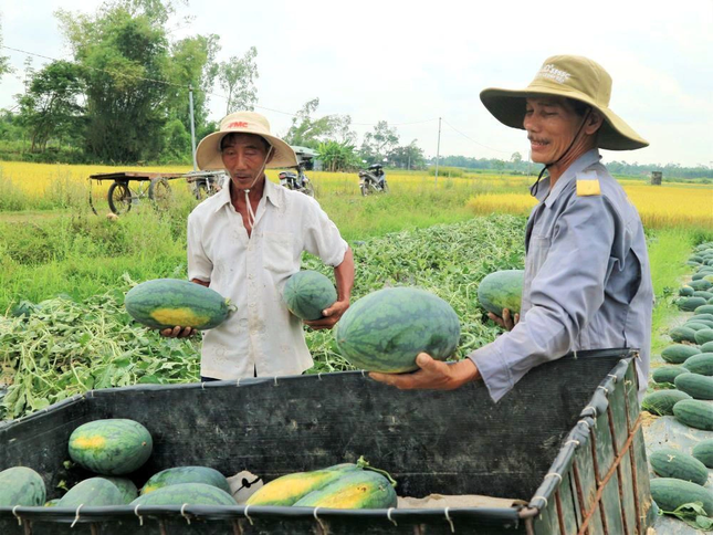 Sap het canh lo rui ro xuat khau dua hau