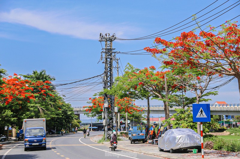 Hoa phuong bung no ruc ro o Da Nang-Hinh-3