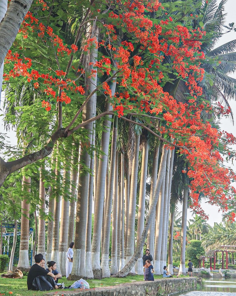 Hoa phuong bung no ruc ro o Da Nang