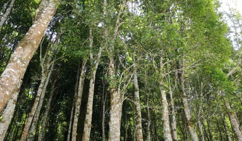 Trong 6 cay canh lai hon mua vang, mang toi phuoc lanh-Hinh-3