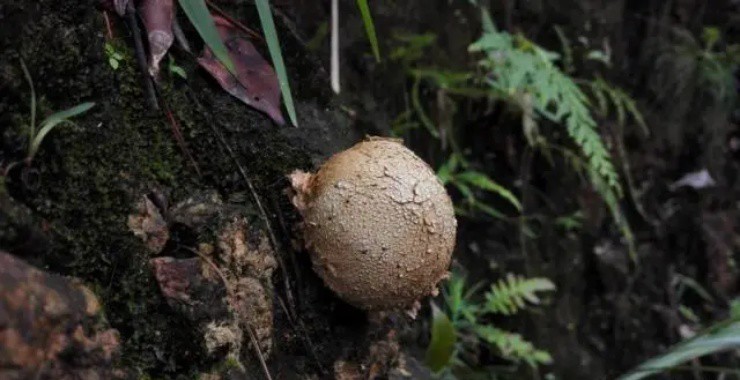 Nam thoi den tuong bo di, nguoi chau A bien chung thanh “mo vang”-Hinh-3