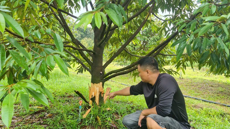 Hang chuc cay sau rieng dang thu hoach bi cao trang goc