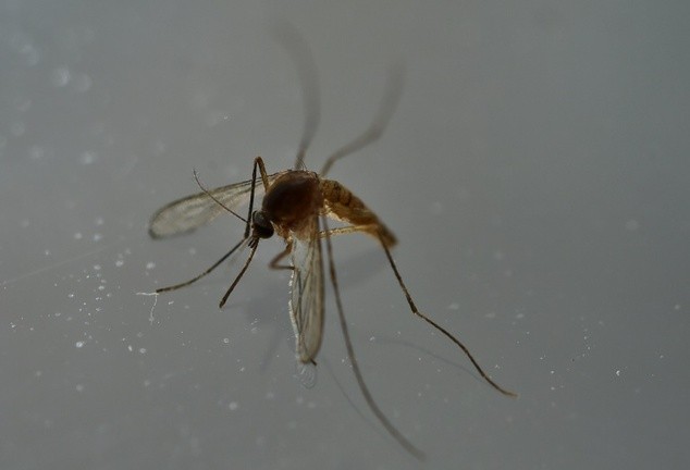 Nguyen tac phong Zika khi den Brazil vao mua Oplympic-Hinh-2