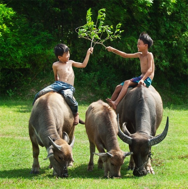 Tre em chan trau va nhung tro tieu khien thu vi-Hinh-7