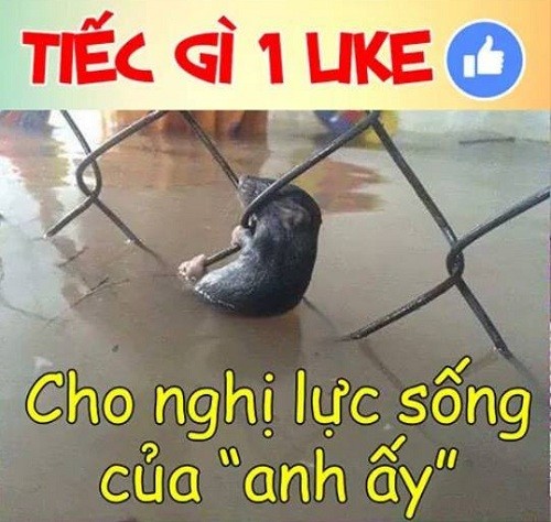 Ro anh che Sai Gon ngap trong trieu cuong-Hinh-6