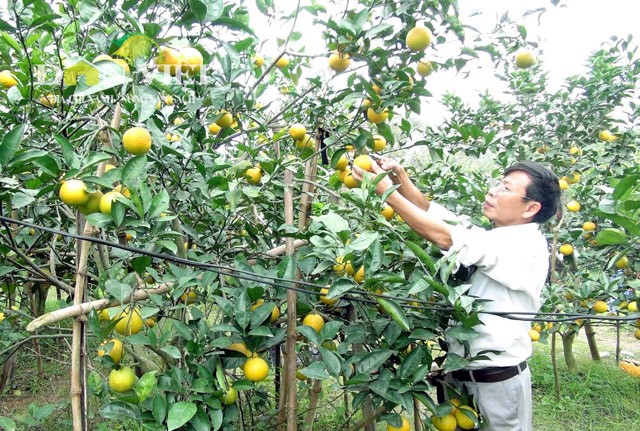 Cam Xa Doai 70.000 dong mot qua ma khong du ban-Hinh-4