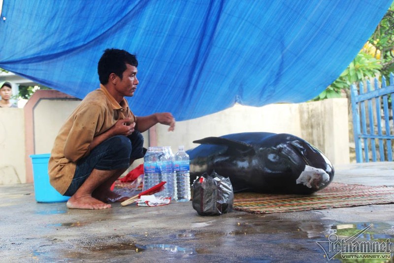 Binh Dinh: Ca voi dat vao bo nang 7 ta