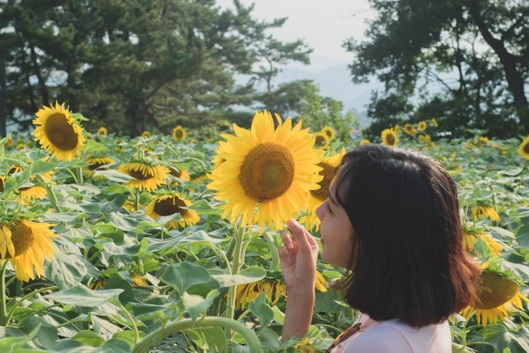 Du khach un un keo den lang hoa huong duong dep sung so-Hinh-5