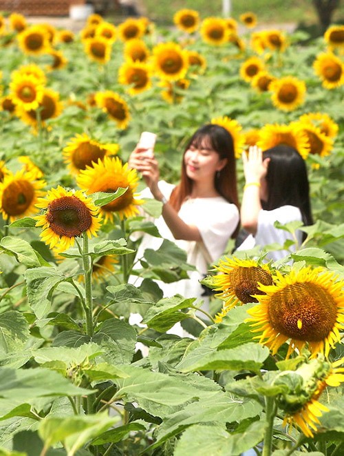 Du khach un un keo den lang hoa huong duong dep sung so-Hinh-9