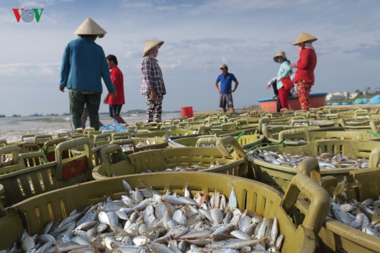 Chum anh: Nhon nhip ben ca Mui Ne buoi som mai