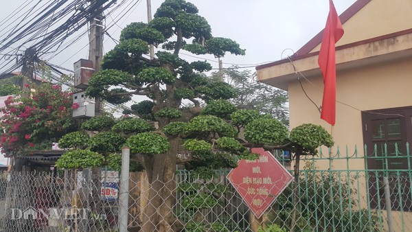 Duoi kieng co thu "tinh phu tu" hon 120 tuoi gia tien ty o Ninh Binh-Hinh-5