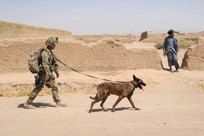 Chó nghiệp vụ không chỉ có tại quân đội Việt Nam. Quân đội Mỹ cũng có chó robot nuôi để làm việc với các đội viên. Hãy xem ảnh để khám phá thêm về cách chúng được sử dụng và nuôi dưỡng.