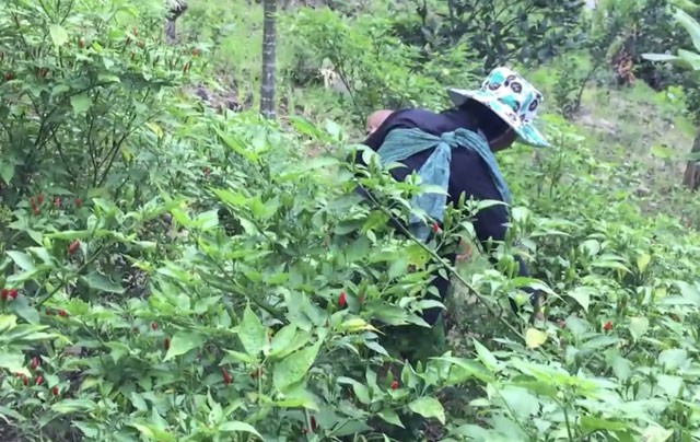 Dac san ot xiem rung noi danh dat Quang Ngai kho mua hon vang