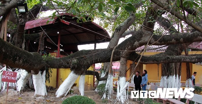 Chiem nguong cay da 13 goc doc nhat vo nhi o Hai Phong-Hinh-8