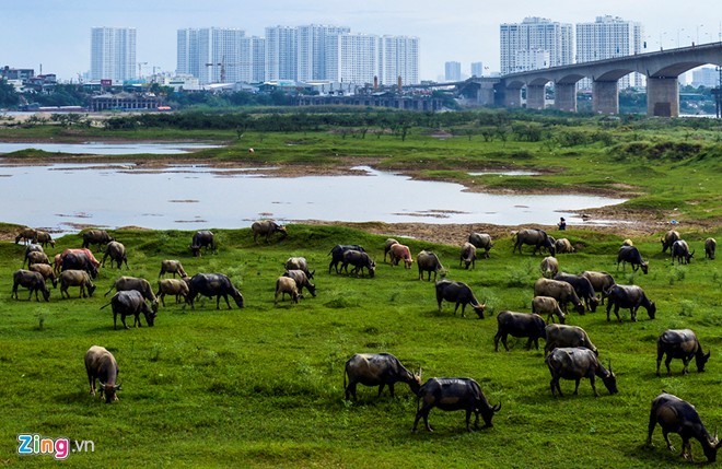 Ngam dan cuu nhon nho o vung ven Ha Noi-Hinh-6