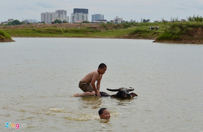 Ngam dan cuu nhon nho o vung ven Ha Noi-Hinh-8