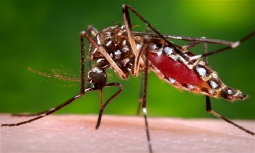 Muoi Zika xuat hien o nhieu nuoc quanh Viet Nam