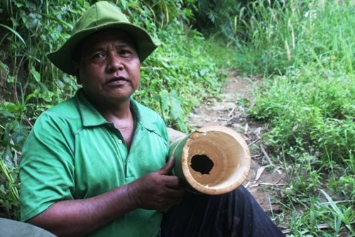 Can canh loai tre khong lo tren nui cao Quang Nam-Hinh-7