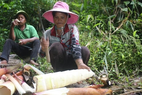 Can canh loai tre khong lo tren nui cao Quang Nam-Hinh-9