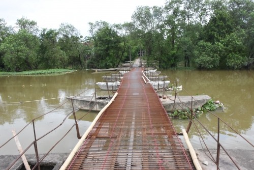 Tan muc cay cau khung khiep nhat Ha Noi-Hinh-4