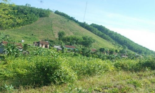 Ron nguoi hinh anh kim tiem cam tren than cay tren vung cao