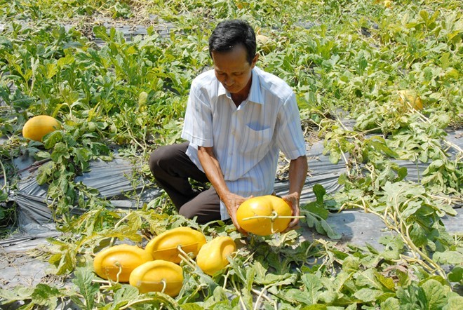 Cha de dua thoi vang mien Tay de 2 thang chua hu ke chuyen-Hinh-2