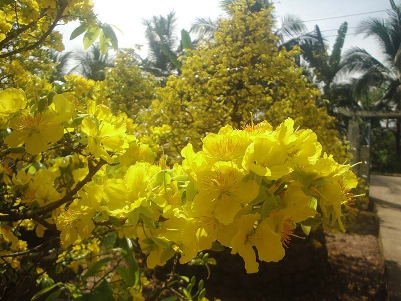 Ngam ve dep 'hut mat' cua lang mai tien ti ngay dau nam-Hinh-6