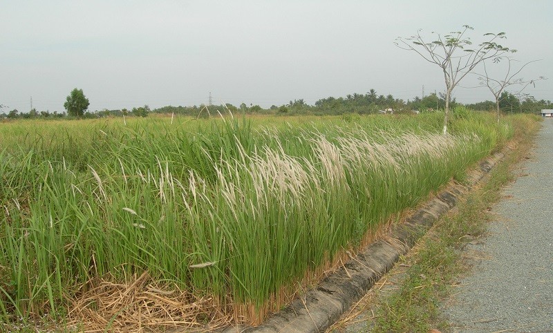 Giat minh nhung cay dai hoa ra la thuoc quy hiem-Hinh-3