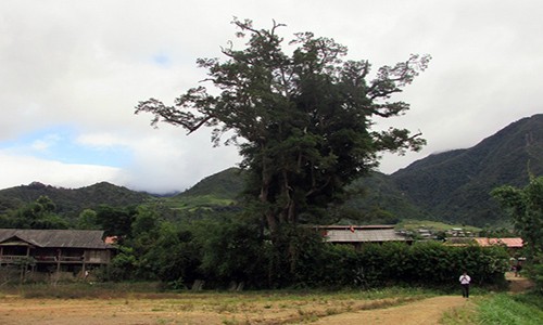 Sung so cay sa mu ngan nam tuoi khong lo duoc vi nhu “than cay”-Hinh-3