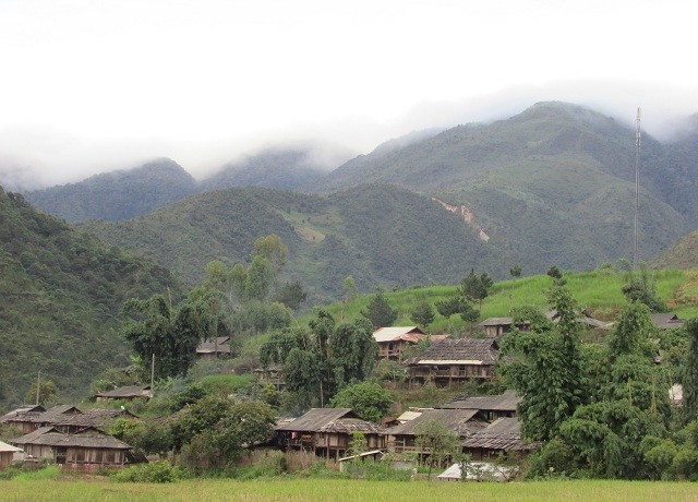 Sung so cay sa mu ngan nam tuoi khong lo duoc vi nhu “than cay”-Hinh-4