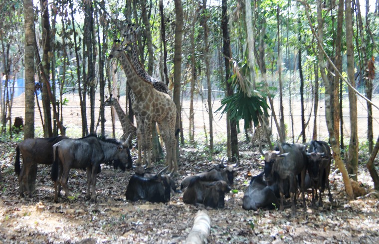 Thot tim tan mat su tu, ho san moi ngay Phu Quoc-Hinh-14