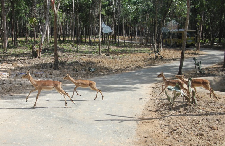 Thot tim tan mat su tu, ho san moi ngay Phu Quoc-Hinh-8