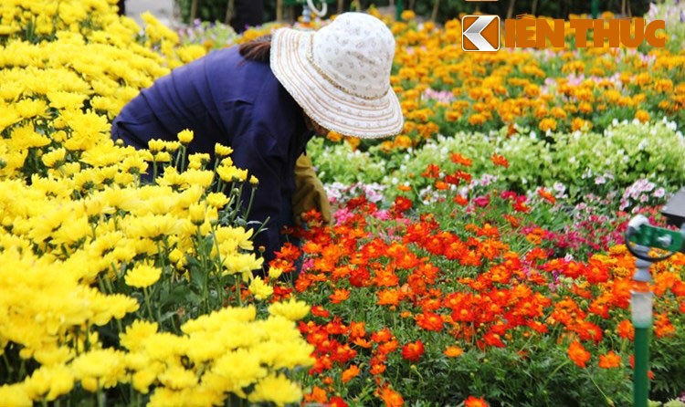 Anh: Duong hoa Nguyen Hue ruc ro truoc ngay khai mac-Hinh-15