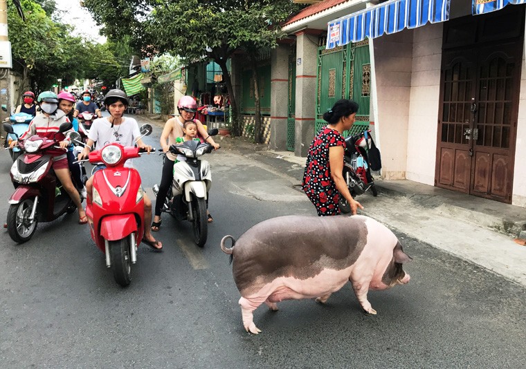 Tet Ky Hoi 2019, gap “nang heo” dac biet nhat Viet Nam-Hinh-5