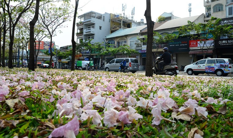 Ngay ngat ngam hoa ken hong nhuom tim duong pho Sai Gon-Hinh-9