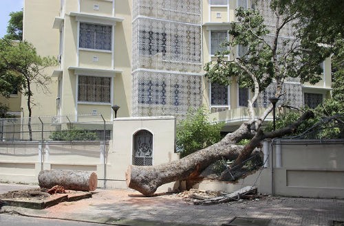 Cay co thu bat goc de sap tuong bao Lanh su quan Nga