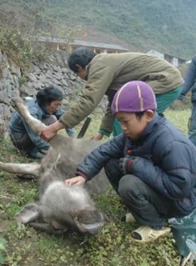 Du khach vui dua voi tuyet, dan khoc meu vi trau bo chet tham-Hinh-14