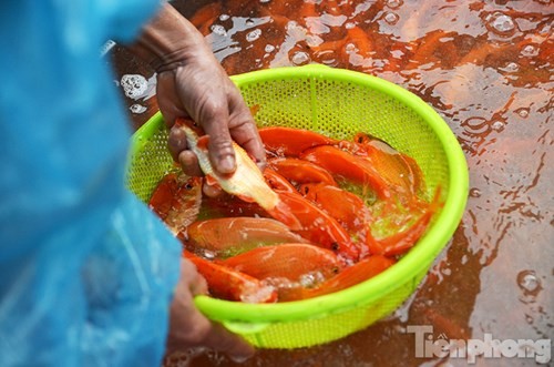 Tap nap cho ca ong Cong, ong Tao lon nhat Ha Noi-Hinh-9