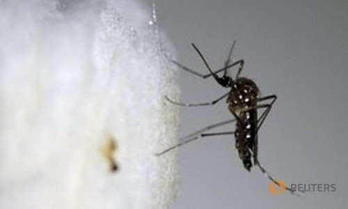 Nong: Virus Zika lay qua duong truyen mau