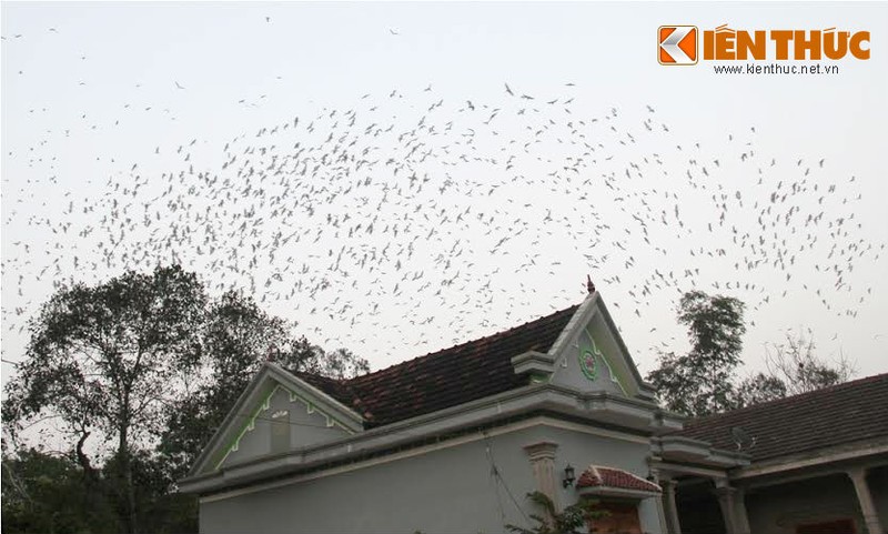 Chiem nguong “doi co” co mot khong hai o Nghe An