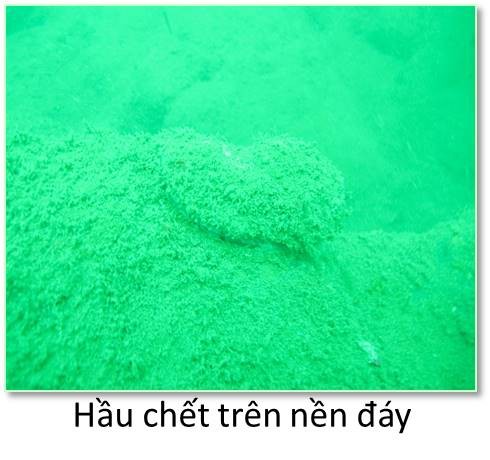 Canh day bien mien Trung bi huy diet sau su co moi truong-Hinh-10