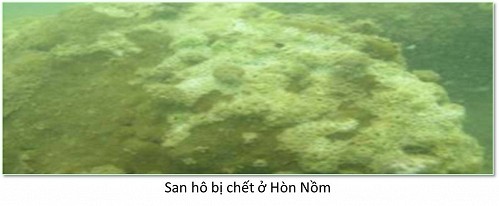 Canh day bien mien Trung bi huy diet sau su co moi truong-Hinh-5