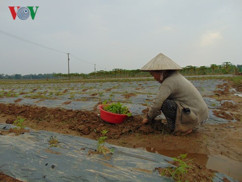 Nong dan Quang Nam trang tay sau lu