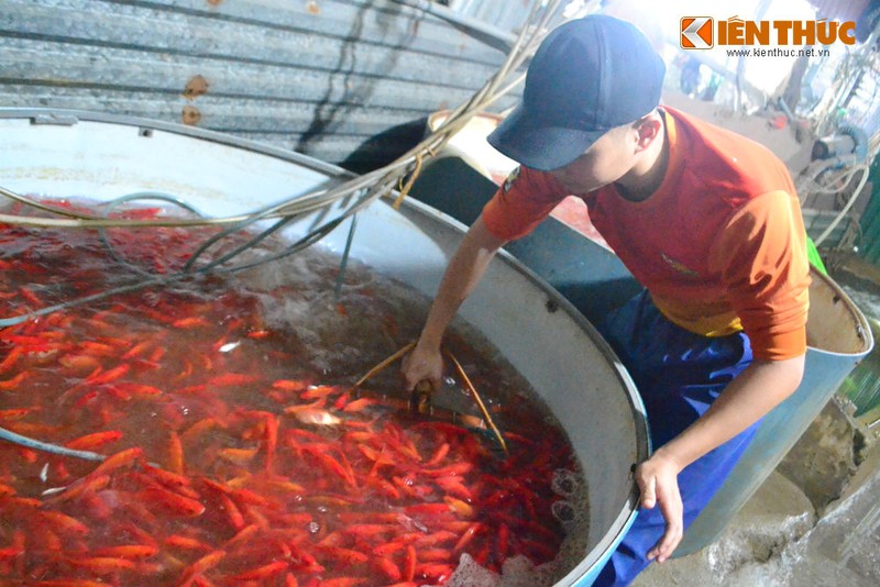 Cho ca lon nhat Ha Noi tap nap truoc ngay cung ong Cong ong Tao-Hinh-6