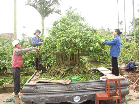 “Vi hanh” lang cay canh the khung gia cao cuc chat-Hinh-11