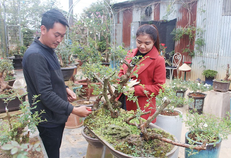 Chang trai Ha Noi va duyen no voi hong bonsai